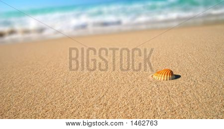 열 대 해변 바다 쉘