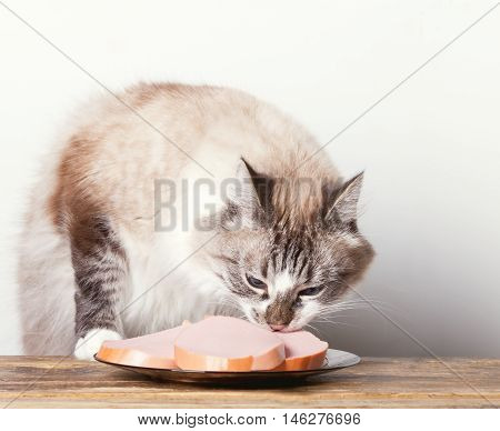 portrait of a cunning cat who steals sausage from a plate