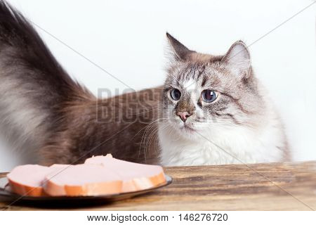 young hungry cat looking at the plate with sausage