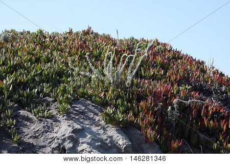 This is an image of ice plant and others at Asilomar Beach
in Pacific Grove, California.