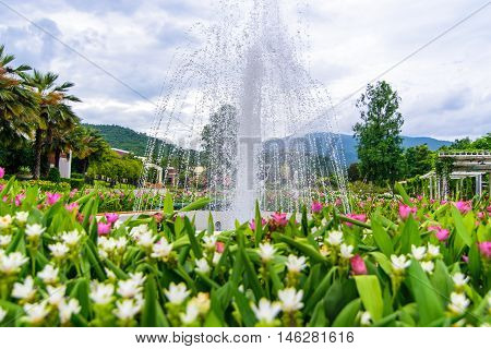 Fountain in the Siam-Tulip flower garden in Chiang Mai Rajapruk park.