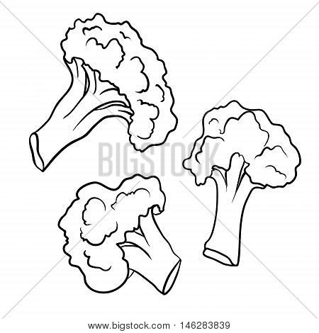 vegetable broccoli closeup isolated on a white background, vector