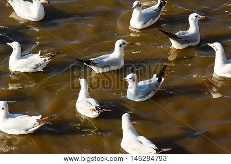 seagulls float on sea at Bangpu, Thailand.