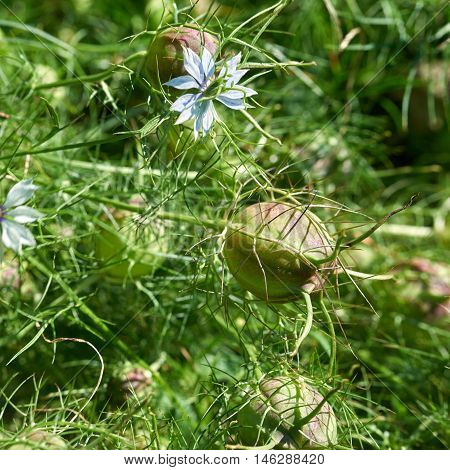 Blooming nigella herb in a garden (Nigella sativa)