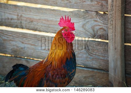 Beautiful young brown-black big standing near the wooden fence. Year of the rooster.