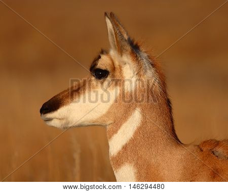 A Portrait Of A Pronghorn Antelope During Late Winter In South Dakota