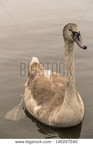 Gray Beautiful baby swan floating on water in autumn. Hyde Park. London (UK)