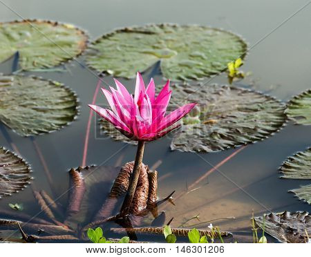 beautiful pink water lily in the pond