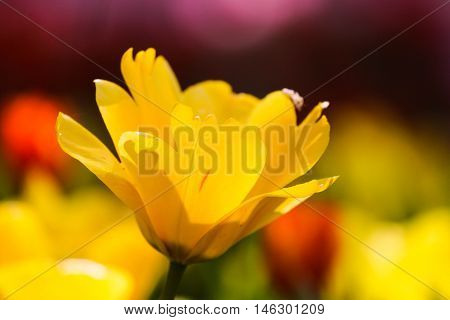 yellow tulip on blurred background plant on the north of Thailand