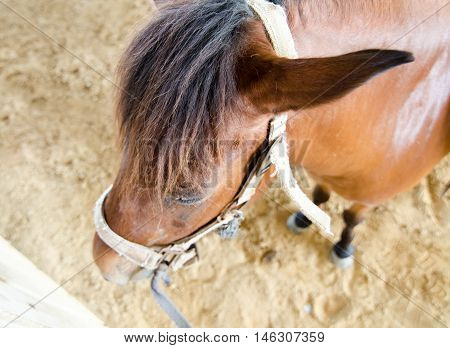 Soft focus at the top of horse head