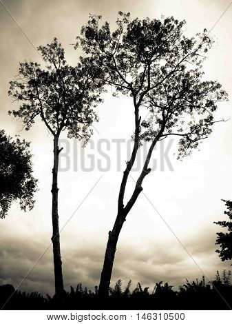 Silhouette tree dark shape dim light contour