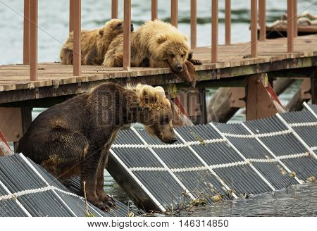 Young brown bear waiting prey on fence to account for fish. Kurile Lake in Southern Kamchatka Wildlife Refuge.