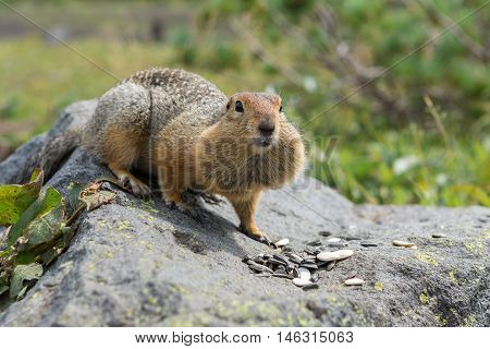 Arctic ground squirrel eating seeds on the rock. Kamchatka.