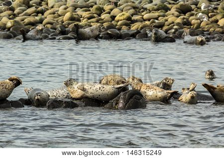 Pusa is a genus of earless seals. Island in the Pacific Ocean near Kamchatka Peninsula.
