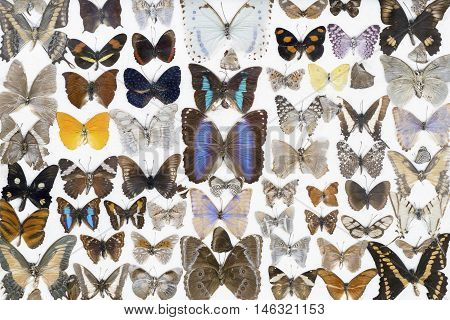 Many colorful butterflies on a white background