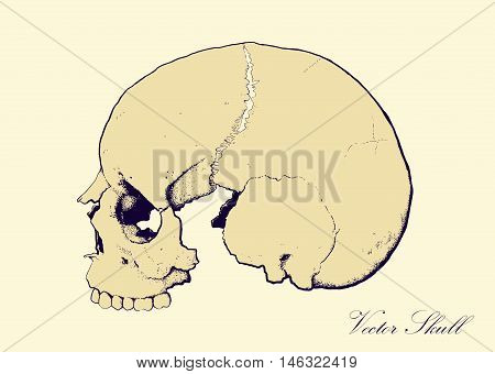 skull on retro colors backgrounds seen in profile, without lower jaw