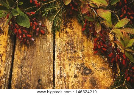 Autumn background. Composition with fir branches, branches with berries dogwood on a red shabby wooden background. Selective focus. Toned