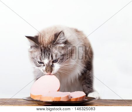 young cat near the a plate with sausage