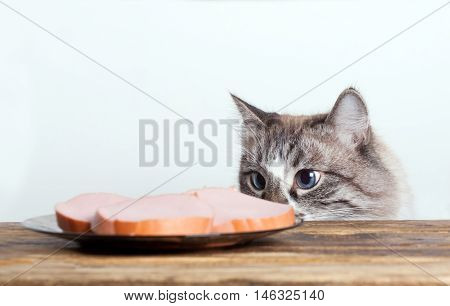 young cat near the a plate with sausage