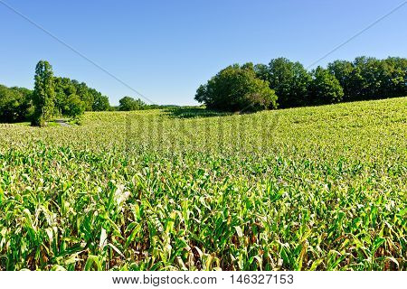 Plantation of Corn in the French Limousen