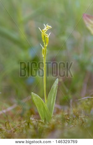 Fen Orchid