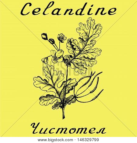 Greater celandine hand drawn sketch botanical illustration. Vector illustation. Medical herbs. Lettering in English and Russian languages