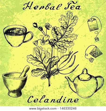 Greater celandine hand drawn sketch botanical illustration. Utensils for tea. Vector illustation. Medical herbs. Lettering in English and Russian languages. Grunge background