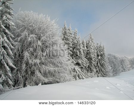 Paesaggio invernale - congelati alberi