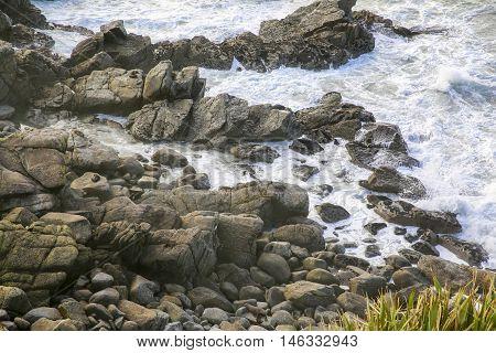 Seals On A Rocky Coastline In Westport, New Zealand