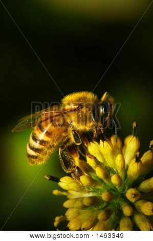 Yellow Bee
