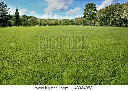 Summer landscape of grass and trees. Background for visualization project.