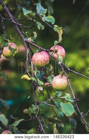 Fresh pink and green harvest apples on tree branch in garden