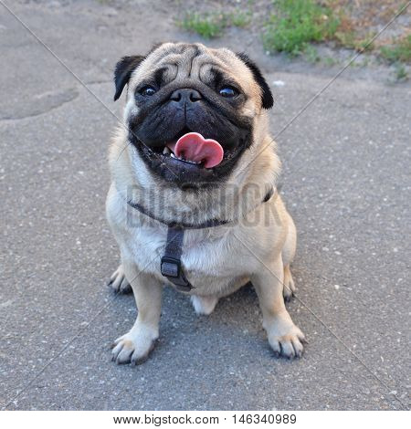 pug sitting on ground looking on his owner