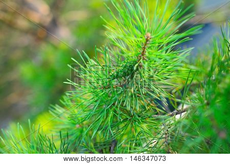 Cone on the branch of coniferous tree.