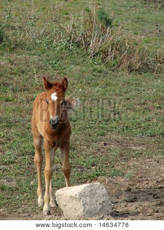 Puledro marrone