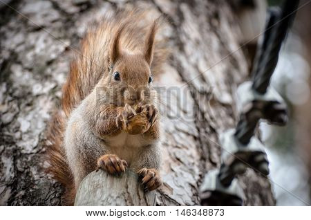 squirrel eating a nut on the tree.