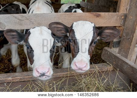 Black and white cows. Young beautiful cows.