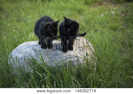 Black kittens on the stone in the green grass background. Black kitten outdoors.