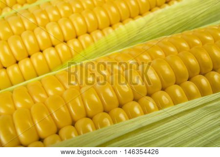 Grains of ripe corn. Background of corn cobs