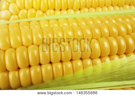 Grains of ripe corn. Background of corn cobs