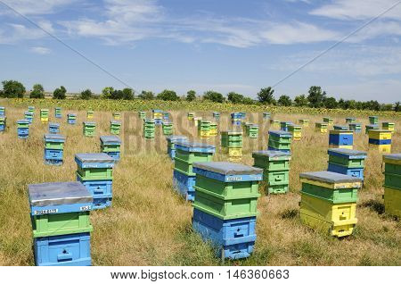 Beehives and sunflowers in a field in the countryside