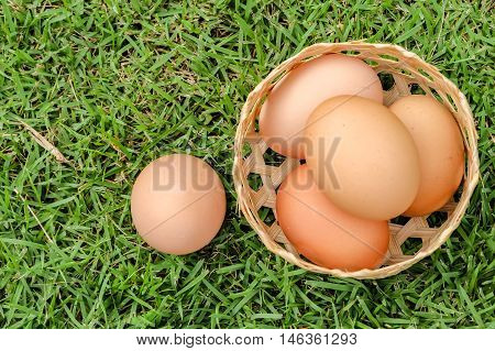 eggs on basket and green grass in garden