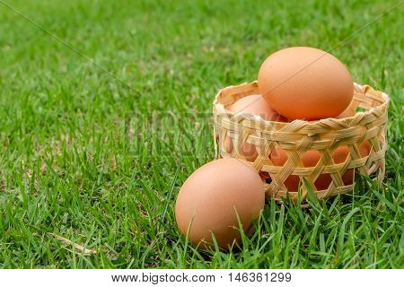 eggs on basket and green grass in garden