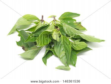Basil herb non toxic for raw cooking