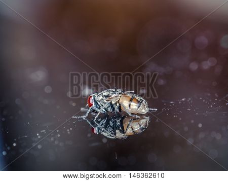 Fly on the mirror flash light single
