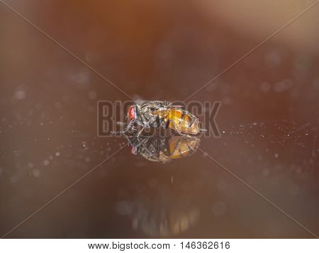 Fly on the mirror flash light single