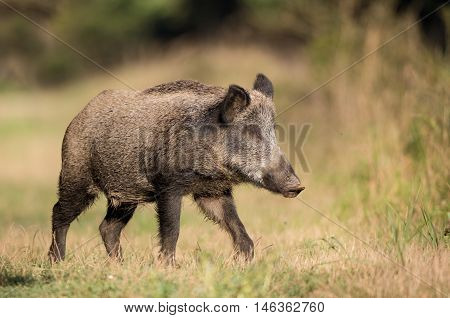 Wild Boar In Forest