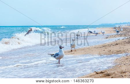 Gulls flying on the beach. Ocean waves and yellow sand