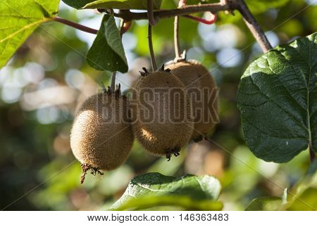 Close-up of ripe kiwi fruit on the bushes. Italy agritourism.