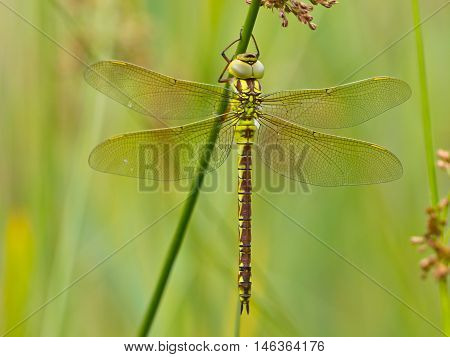 Dragonfly Resting On A Leaf